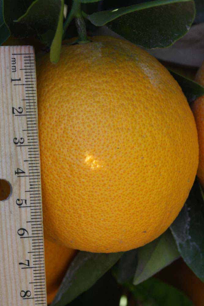            Fruit (Riverside, CA)   